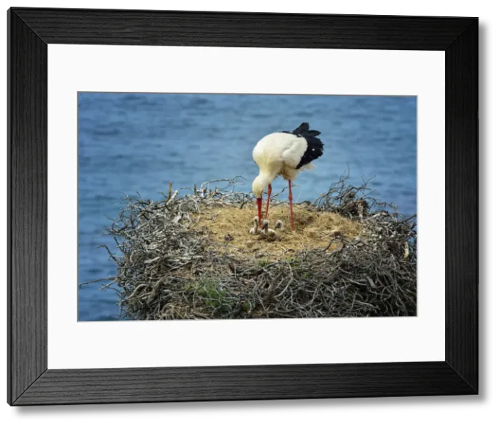 Framed Print : A white stork feeding his cubs. The Parque Natural do Sudoeste Alentejano e Costa Framed Print : A white stork feeding his cubs. The Parque Natural do Sudoeste Alentejano e Costa