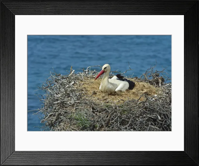 Framed Print : A white storks nest. The Parque Natural do Sudoeste Alentejano e Costa Vicentina Framed Print : A white storks nest. The Parque Natural do Sudoeste Alentejano e Costa Vicentina