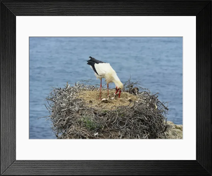 Framed Print : A white stork feeding his cubs. The Parque Natural do Sudoeste Alentejano e Costa Framed Print : A white stork feeding his cubs. The Parque Natural do Sudoeste Alentejano e Costa