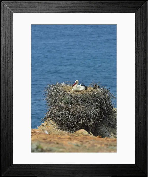 Framed Print : A white storks nest. The Parque Natural do Sudoeste Alentejano e Costa Vicentina Framed Print : A white storks nest. The Parque Natural do Sudoeste Alentejano e Costa Vicentina