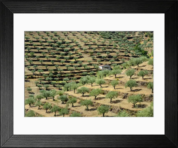 Framed Print : Olive trees and Almond Trees. Barca d Alva. Alto Douro, Portugal Framed Print : Olive trees and Almond Trees. Barca d Alva. Alto Douro, Portugal
