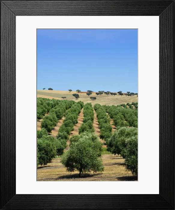 Framed Print : Olive groves near Mertola. Alentejo, Portugal Framed Print : Olive groves near Mertola. Alentejo, Portugal