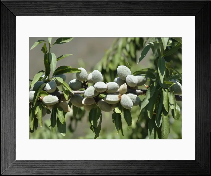 Framed Print : Almonds. Freixo de Espada a Cinta, Portugal Framed Print : Almonds. Freixo de Espada a Cinta, Portugal