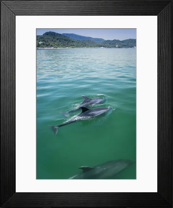 Framed Print : Europe, Iberia, Portugal, The Alentejo, Troia, bottlenose dolphins (Tursiops truncatus)