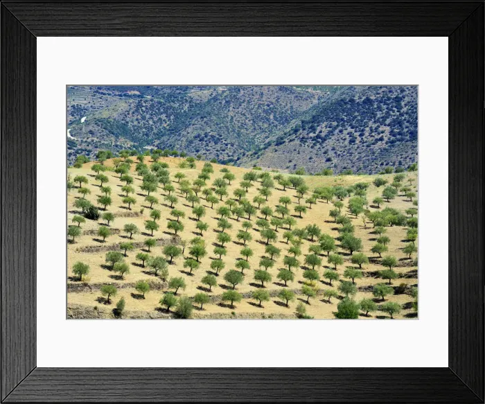 Framed Print : Almond Trees. Barca d Alva. Alto Douro, Portugal Framed Print : Almond Trees. Barca d Alva. Alto Douro, Portugal