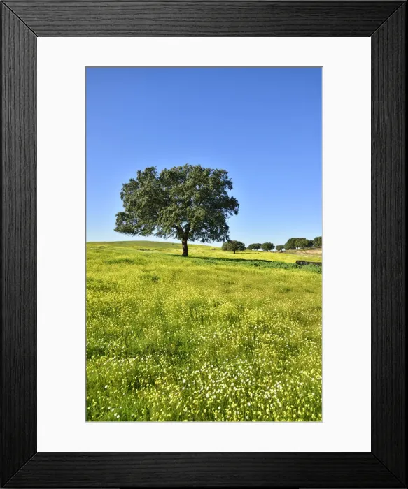 Framed Print : Holm oak in the vast plains of Alentejo. Portugal Framed Print : Holm oak in the vast plains of Alentejo. Portugal