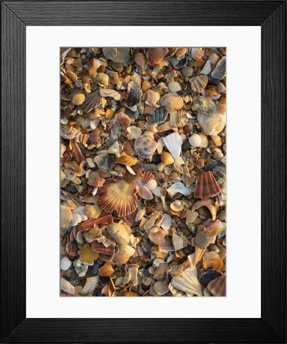 Framed Print : Portugal, Algarve, Lagos, Sea shells on beach