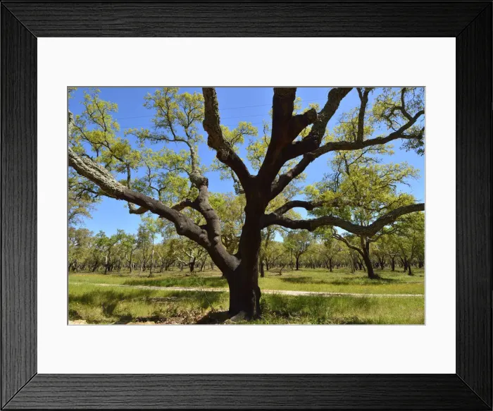 Framed Print : Cork trees in Alentejo. Portugal is the world leader of cork production Framed Print : Cork trees in Alentejo. Portugal is the world leader of cork production