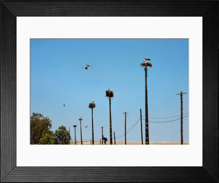 Framed Print : Storks, Castro Verde, Alentejo, Portugal Framed Print : Storks, Castro Verde, Alentejo, Portugal