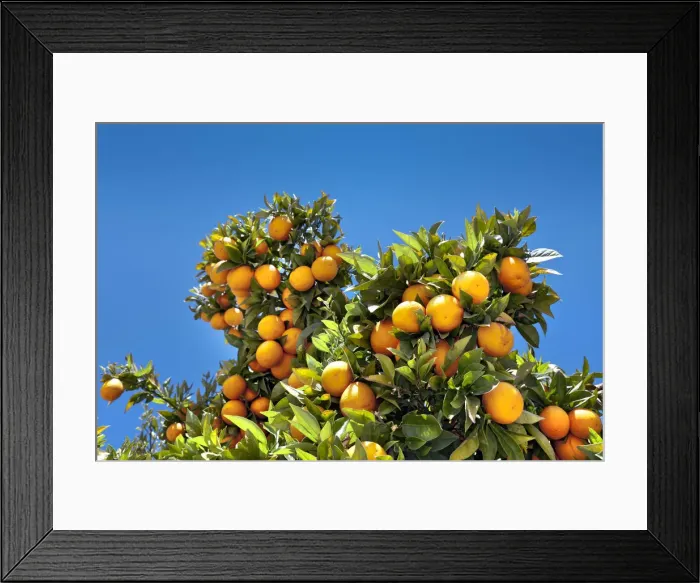 Framed Print : Oranges on a tree, Alentejo, Portugal Framed Print : Oranges on a tree, Alentejo, Portugal