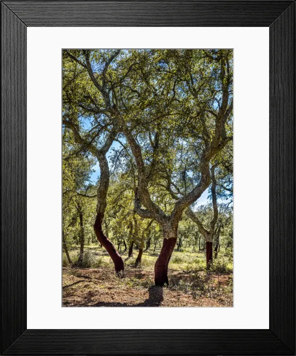 Framed Print : Cork oaks, Evora, Alentejo, Portugal