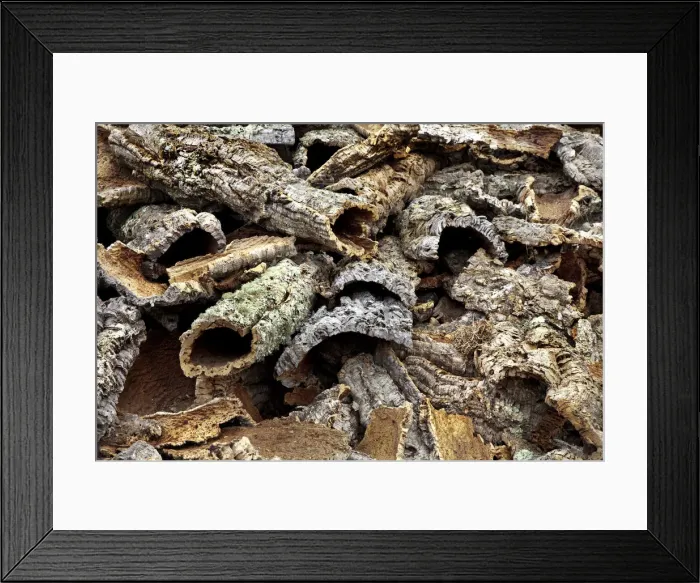 Framed Print : Cork, Alentejo, Portugal