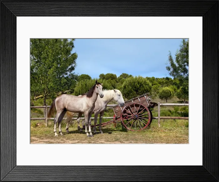 Framed Print : Horses, Cercal, Alentejo, Portugal Framed Print : Horses, Cercal, Alentejo, Portugal