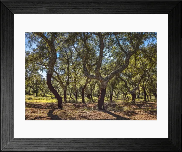 Framed Print : Cork oaks, Evora, Alentejo, Portugal