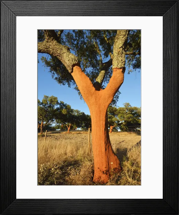 Framed Print : A cork tree with the cork recently cut off