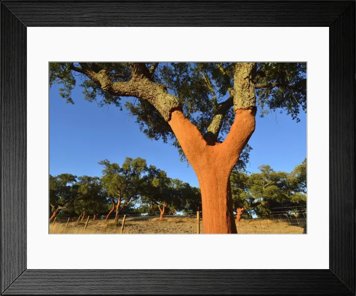 Framed Print : A cork tree with the cork recently cut off Framed Print : A cork tree with the cork recently cut off