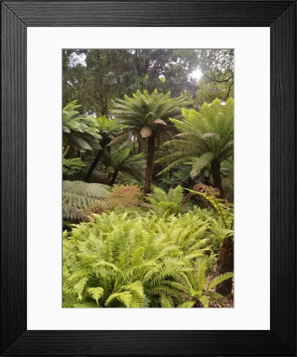 Framed Print : Ferns in the Condessa d Edla Gardens, dating back to the 19th century Framed Print : Ferns in the Condessa d Edla Gardens, dating back to the 19th century
