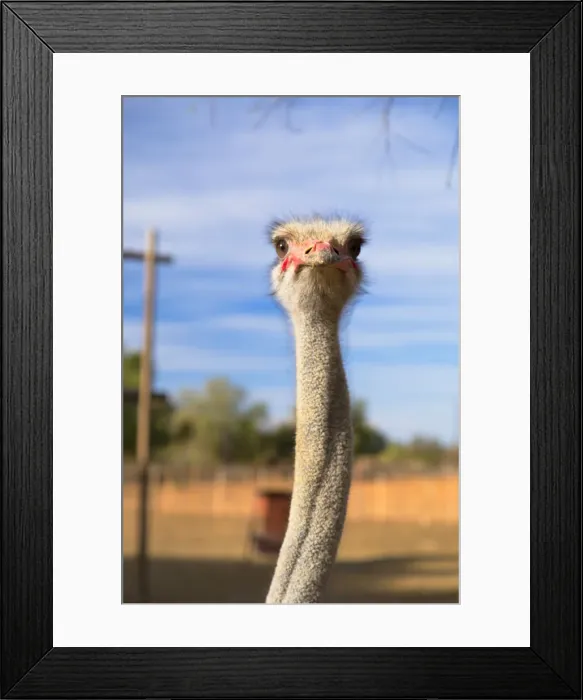 Framed Print : Ostrich at Highgate Ostrich Farm, Oudtshoorn, Western Cape, South Africa