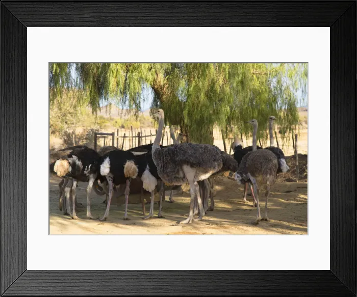 Framed Print : Highgate Ostrich Farm, Oudtshoorn, Western Cape, South Africa Framed Print : Highgate Ostrich Farm, Oudtshoorn, Western Cape, South Africa