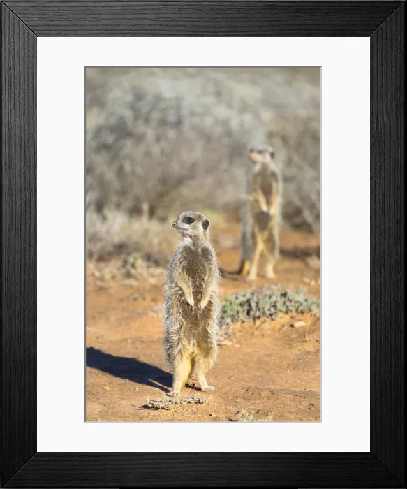 Framed Print : Meerkats, Oudtshoorn, Western Cape, South Africa Framed Print : Meerkats, Oudtshoorn, Western Cape, South Africa