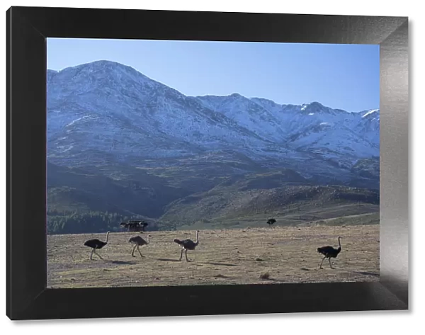Ostriches in Swartberg Mountains, Oudtshoorn, Western Cape, South Africa
