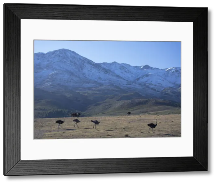 Framed Print : Ostriches in Swartberg Mountains, Oudtshoorn, Western Cape, South Africa Framed Print : Ostriches in Swartberg Mountains, Oudtshoorn, Western Cape, South Africa