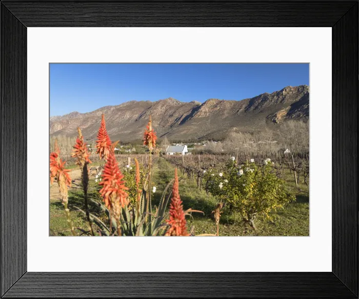 Framed Print : Red hot poker flowers in vineyard, Montagu, Western Cape, South Africa Framed Print : Red hot poker flowers in vineyard, Montagu, Western Cape, South Africa