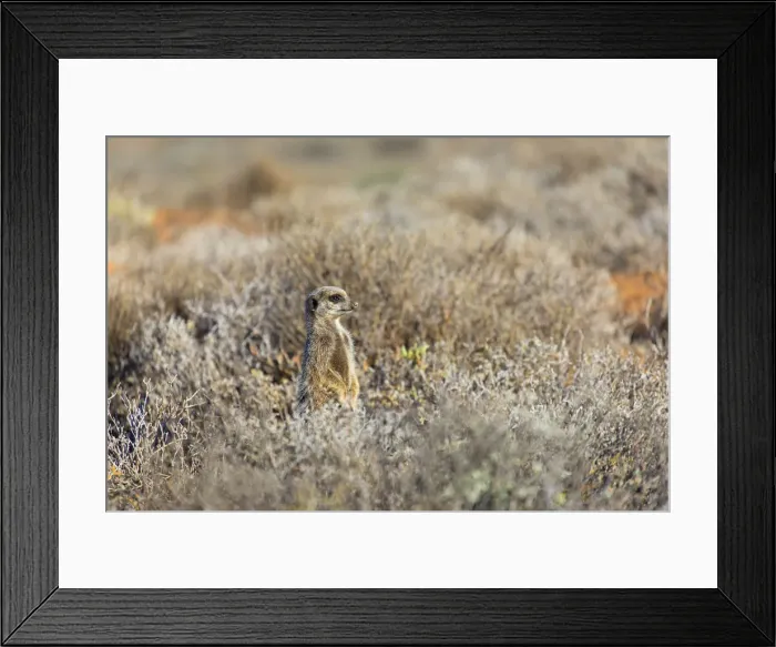 Framed Print : Meerkat, Oudtshoorn, Western Cape, South Africa Framed Print : Meerkat, Oudtshoorn, Western Cape, South Africa