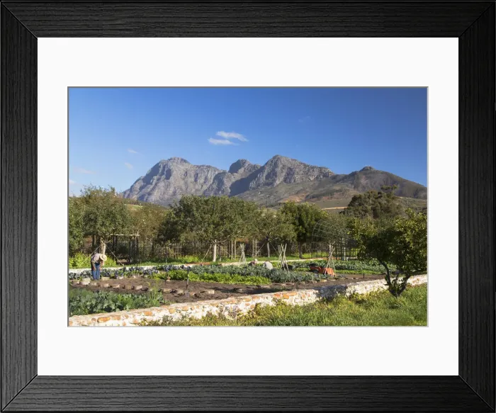 Framed Print : Vegetable garden at Babylonstoren Wine Estate, Paarl, Western Cape, South Africa Framed Print : Vegetable garden at Babylonstoren Wine Estate, Paarl, Western Cape, South Africa