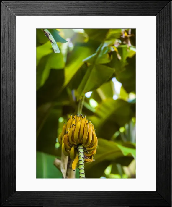 Framed Print : Spain, Canary Islands, Tenerife, La Orotava, Hijuela del Botanico, botanical garden Framed Print : Spain, Canary Islands, Tenerife, La Orotava, Hijuela del Botanico, botanical garden