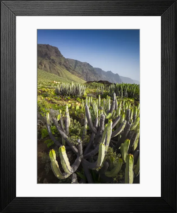 Framed Print : Spain, Canary Islands, Tenerife, Punta de Teno, coastal cactus