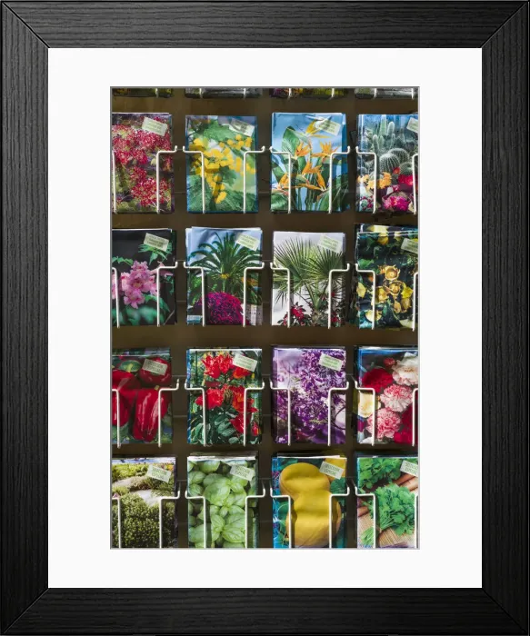 Framed Print : Spain, Canary Islands, Tenerife, Icod de los Vinos, flower seeds for sale Framed Print : Spain, Canary Islands, Tenerife, Icod de los Vinos, flower seeds for sale