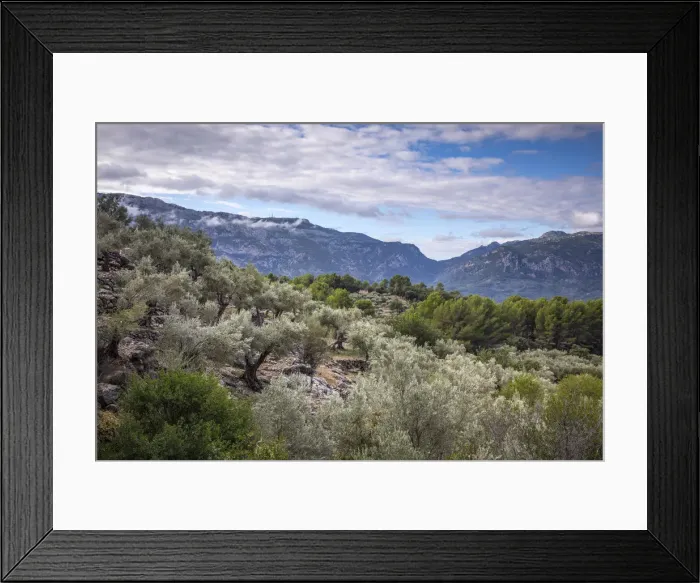 Framed Print : Olive trees, Serra de Tramuntana, Mallorca (Majorca), Balearic Islands, Spain Framed Print : Olive trees, Serra de Tramuntana, Mallorca (Majorca), Balearic Islands, Spain