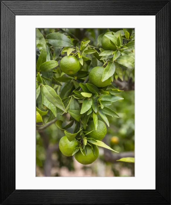 Framed Print : Orange tree, Serra de Tramuntana, Mallorca (Majorca), Balearic Islands, Spain Framed Print : Orange tree, Serra de Tramuntana, Mallorca (Majorca), Balearic Islands, Spain