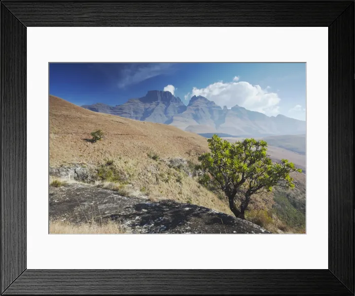 Framed Print : View of Champagne Castle in Monks Cowl Nature Reserve, Ukhahlamba-Drakensberg Park Framed Print : View of Champagne Castle in Monks Cowl Nature Reserve, Ukhahlamba-Drakensberg Park