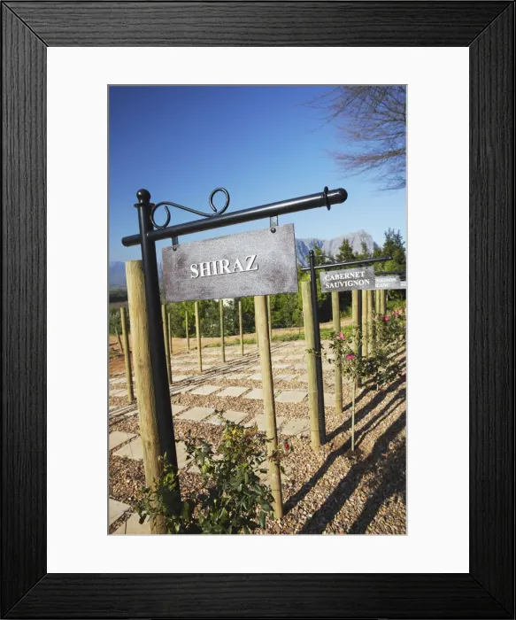 Framed Print : Vineyard at Delaire Wine Estate, Stellenbosch, Western Cape, South Africa Framed Print : Vineyard at Delaire Wine Estate, Stellenbosch, Western Cape, South Africa