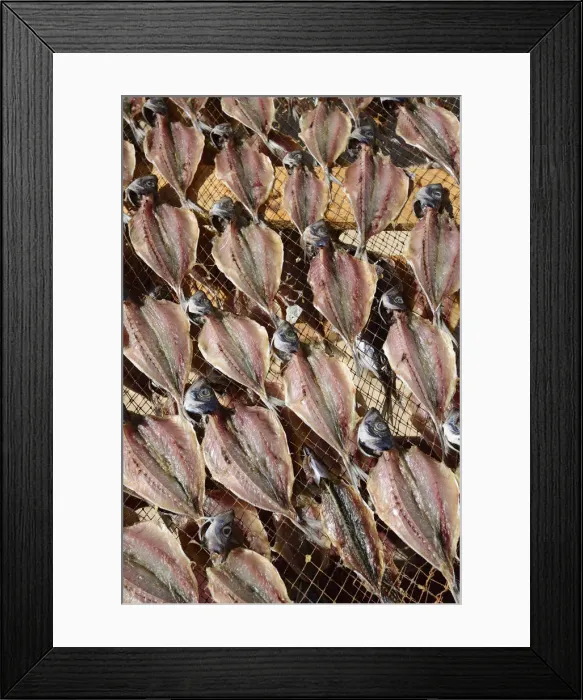 Framed Print : Mackerels drying at the beach. Nazare, Portugal Framed Print : Mackerels drying at the beach. Nazare, Portugal