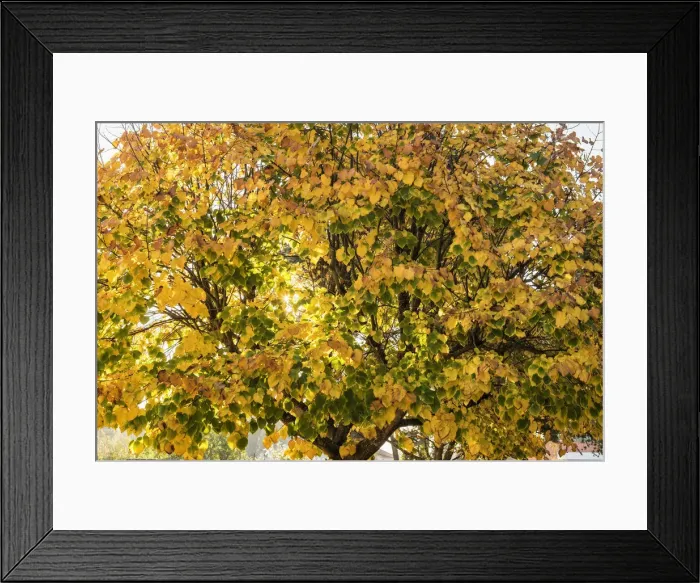 Framed Print : Linden tree in Autumn. Lisbon, Portugal Framed Print : Linden tree in Autumn. Lisbon, Portugal