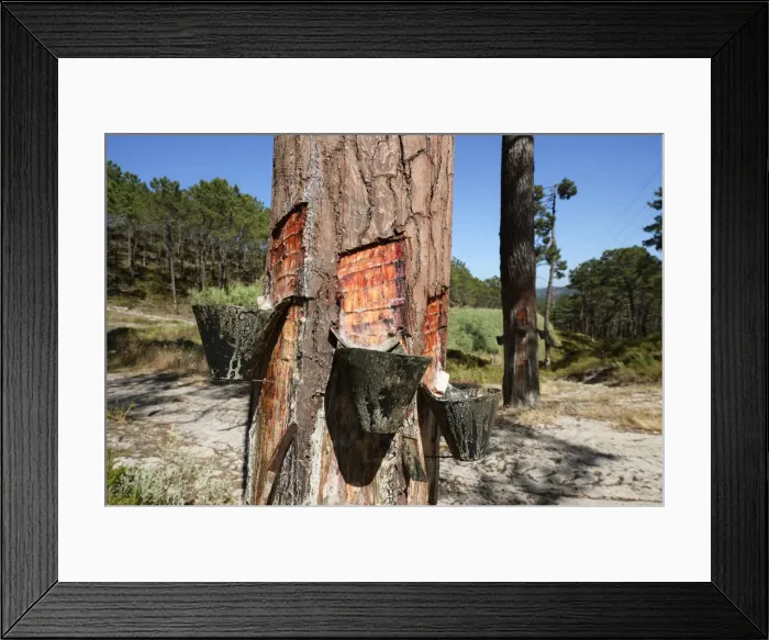Framed Print : Pine resin in a pine trees forest near Nazare. Portugal Framed Print : Pine resin in a pine trees forest near Nazare. Portugal