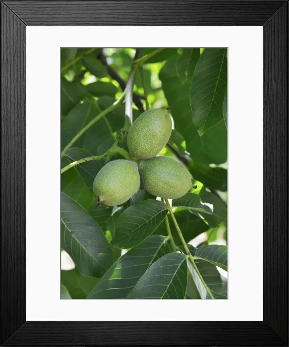 Framed Print : Walnuts, Montesinho Nature Park. Tras os Montes, Portugal Framed Print : Walnuts, Montesinho Nature Park. Tras os Montes, Portugal