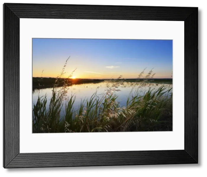 Framed Print : Rice fields at sunset. Comporta, Alentejo, Portugal Framed Print : Rice fields at sunset. Comporta, Alentejo, Portugal