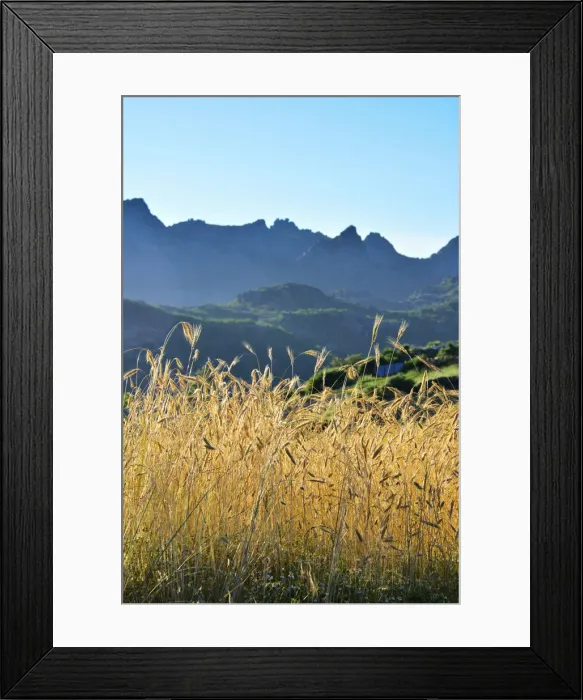 Framed Print : A field of rye at sunset with the mountain range of Pitoes das Junias in the background Framed Print : A field of rye at sunset with the mountain range of Pitoes das Junias in the background