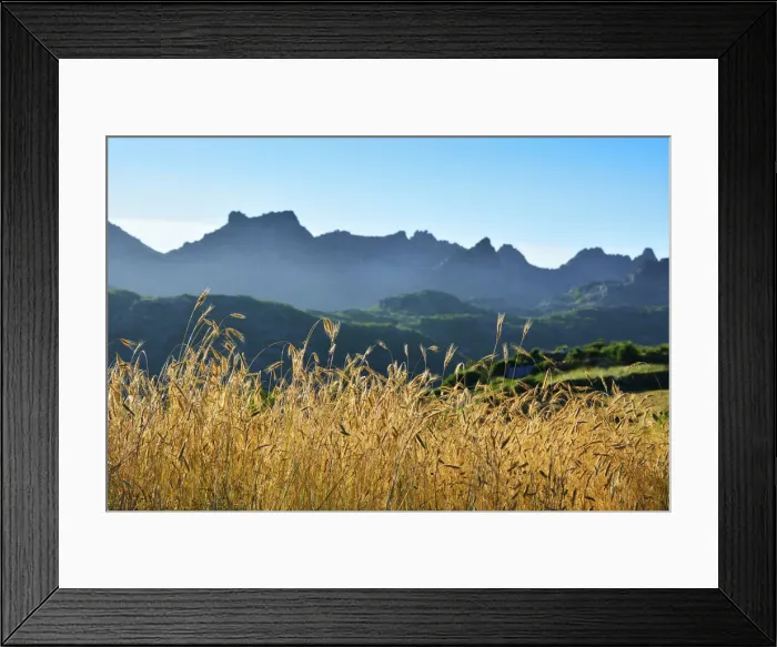 Framed Print : A field of rye at sunset with the mountain range of Pitoes das Junias in the background Framed Print : A field of rye at sunset with the mountain range of Pitoes das Junias in the background