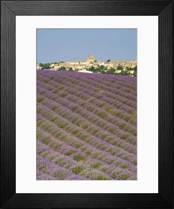 Framed Print : Lavender Field, Provence-Alpes-Cote d Azur, France Framed Print : Lavender Field, Provence-Alpes-Cote d Azur, France