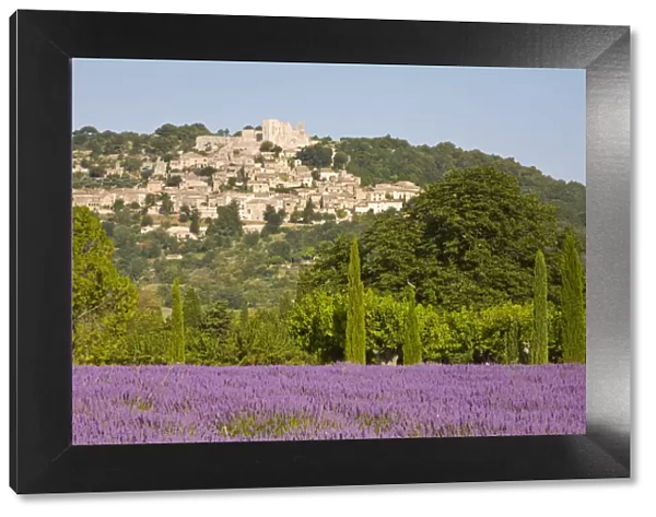 Lacoste & Lavender Fields, Luberon, Vaucluse Provence, France