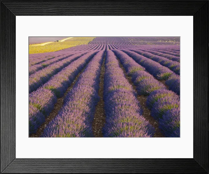 Framed Print : Lavender Field near Valensole, Provence-Alpes-Cote d Azur, France Framed Print : Lavender Field near Valensole, Provence-Alpes-Cote d Azur, France