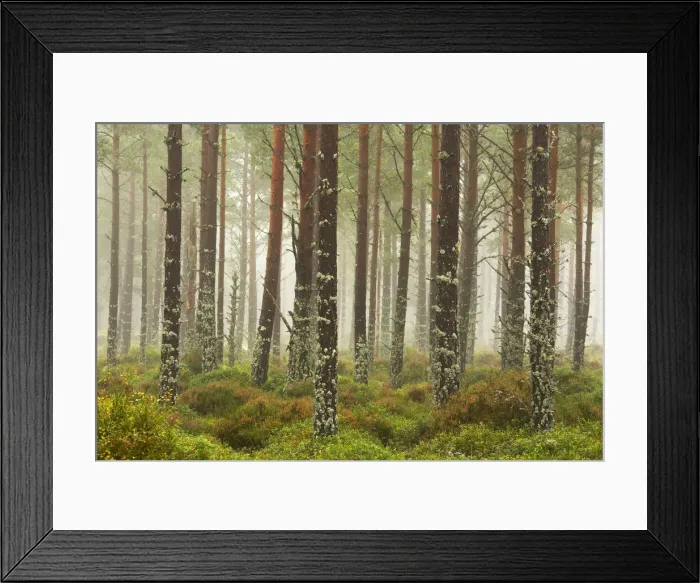 Framed Print : Pine Trees in Mist, Glenmore Forest Park, Aviemore, Highland Region, Scotland Framed Print : Pine Trees in Mist, Glenmore Forest Park, Aviemore, Highland Region, Scotland