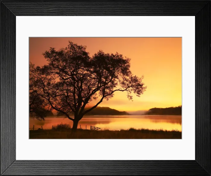 Framed Print : Tree at Sunrise, Loch Achray, The Trossachs National Park, Central Region, Scotland Framed Print : Tree at Sunrise, Loch Achray, The Trossachs National Park, Central Region, Scotland