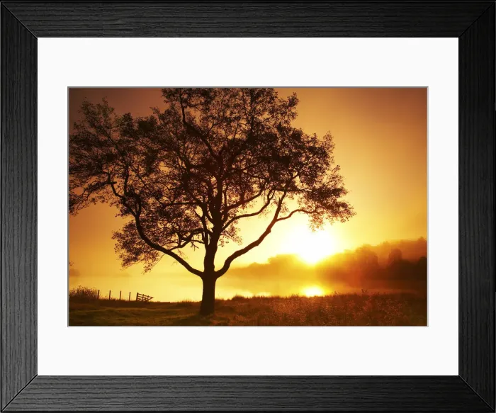 Framed Print : Tree at Sunrise, Loch Achray, The Trossachs National Park, Central Region, Scotland Framed Print : Tree at Sunrise, Loch Achray, The Trossachs National Park, Central Region, Scotland