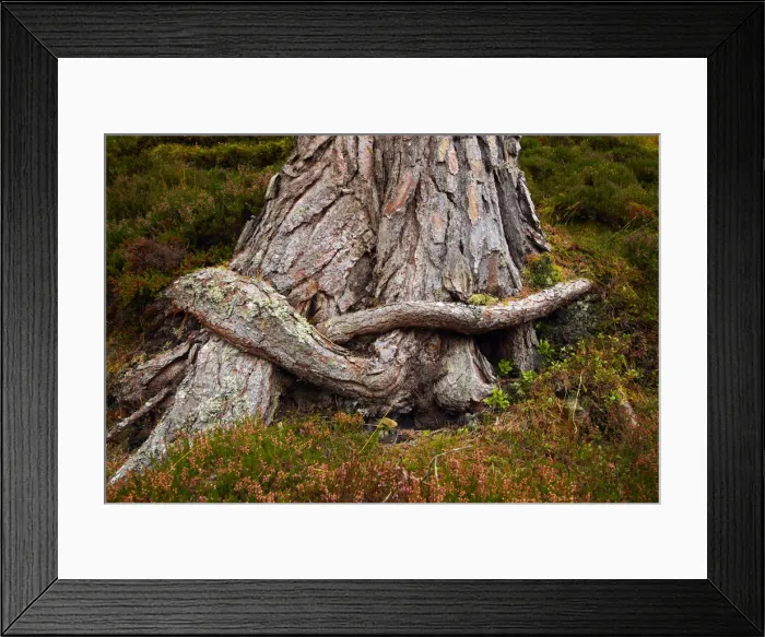 Framed Print : Hugging Tree Roots, Highland Region, Scotland Framed Print : Hugging Tree Roots, Highland Region, Scotland